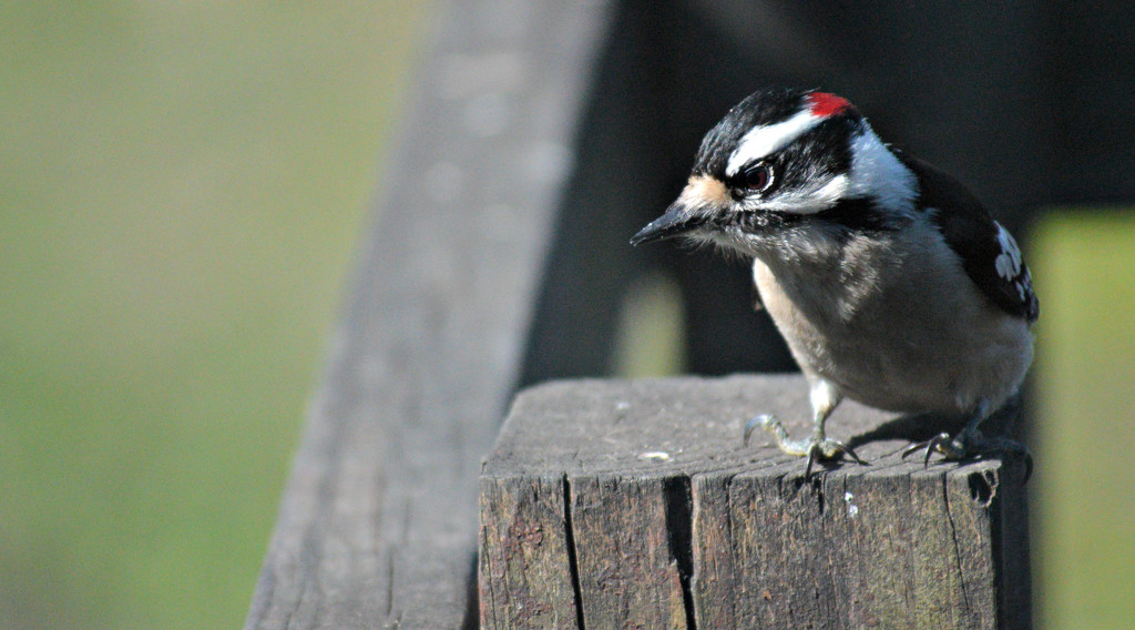 Male Downy Woodpecker  by mej2011