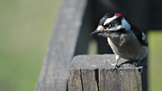 26th Mar 2016 - Male Downy Woodpecker 