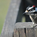 Male Downy Woodpecker  by mej2011