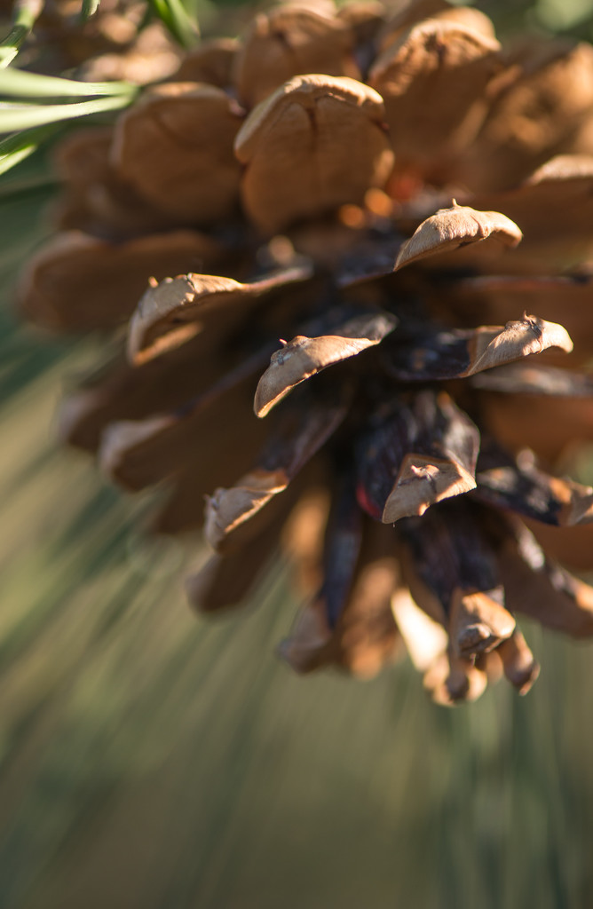 Pine cone, pine needles, & sun rays by dridsdale