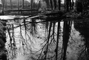 26th Mar 2016 - OCOLOY Day 86: Trees - fallen & reflected