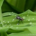 Fly among the droplets by thewatersphotos
