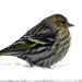Finch by paintdipper