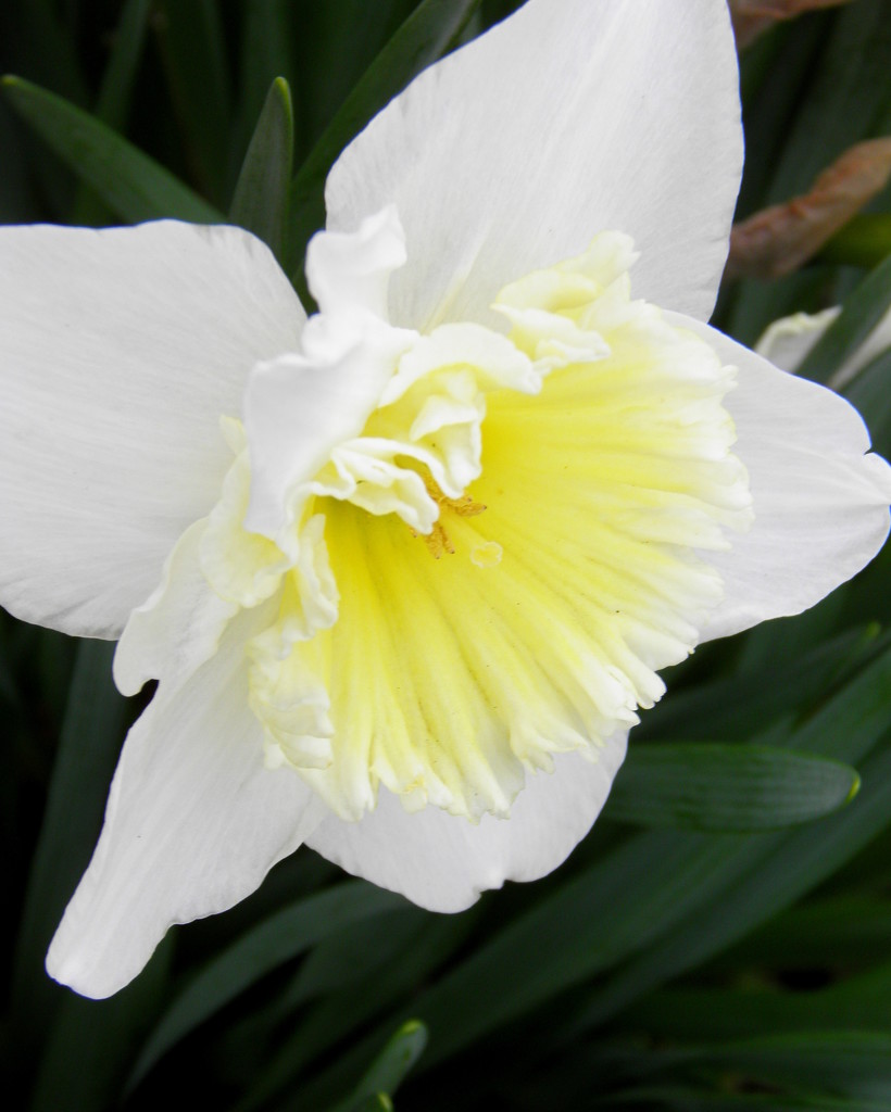 Backyard Daffodil by daisymiller