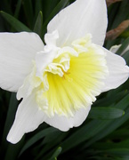 24th Mar 2016 - Backyard Daffodil