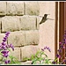 Hovering Hummingbird... by soylentgreenpics