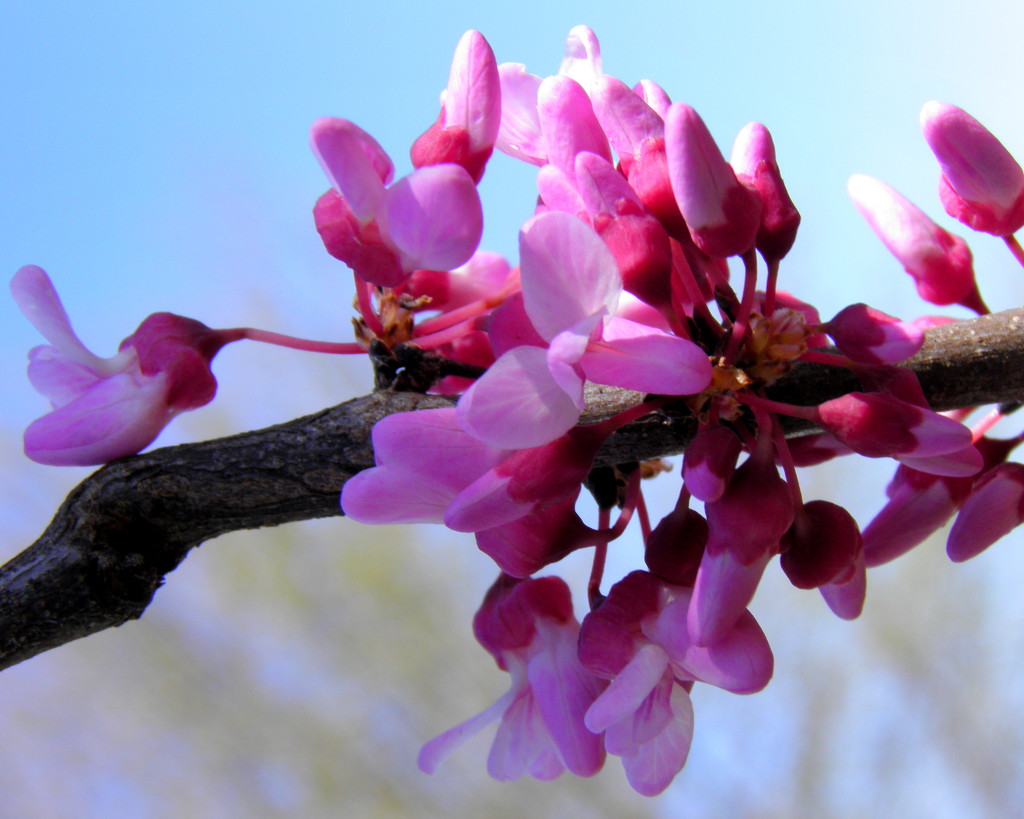 Another Redbud Update by daisymiller
