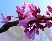 26th Mar 2016 - Another Redbud Update