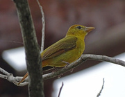 14th Mar 2016 - Summer Tanager (female)