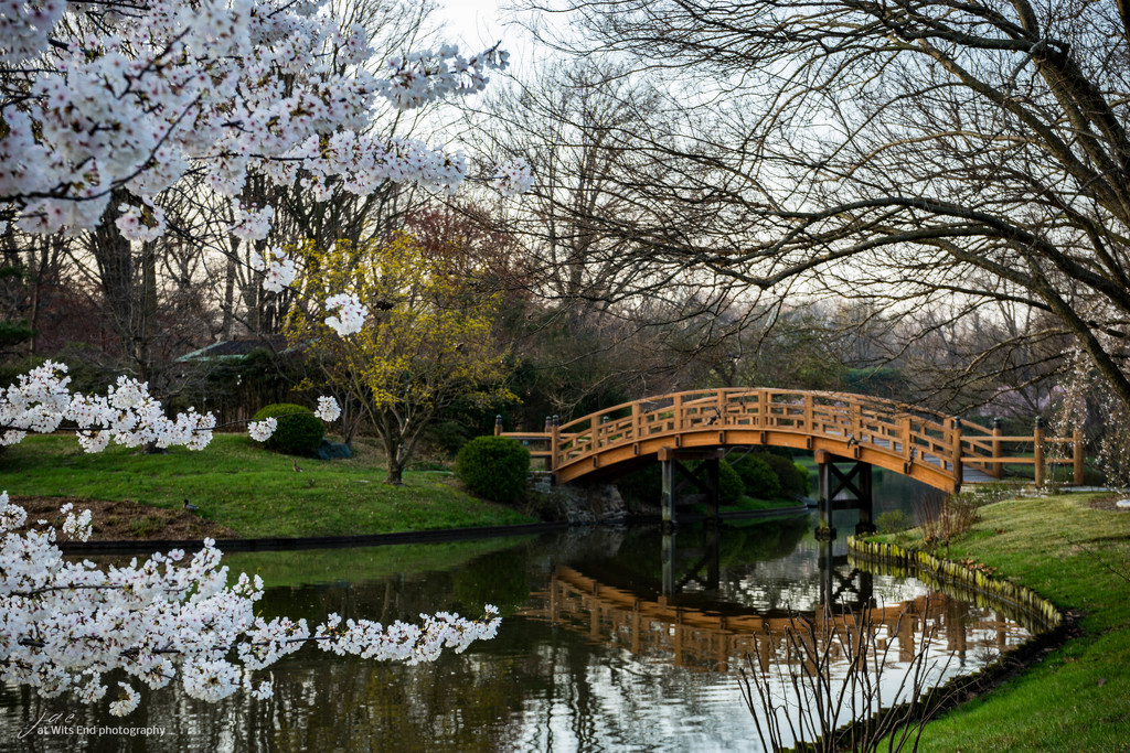Spring in the Gardens by jae_at_wits_end