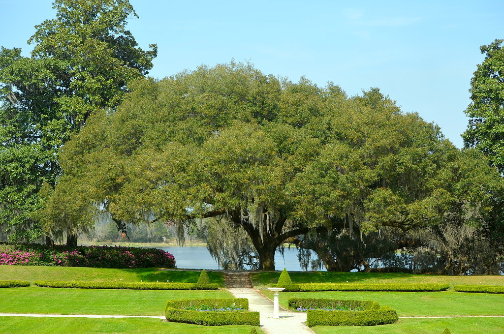 Live oak, Middleton Place Gardens, Charleston, SC by congaree