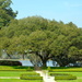 Live oak, Middleton Place Gardens, Charleston, SC by congaree