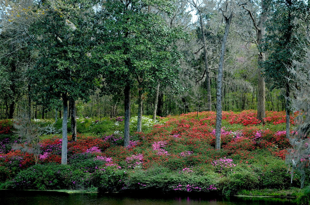 Banks of azaleas at Middleton Place Gardens, Charleston, SC by congaree