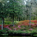 Banks of azaleas at Middleton Place Gardens, Charleston, SC by congaree