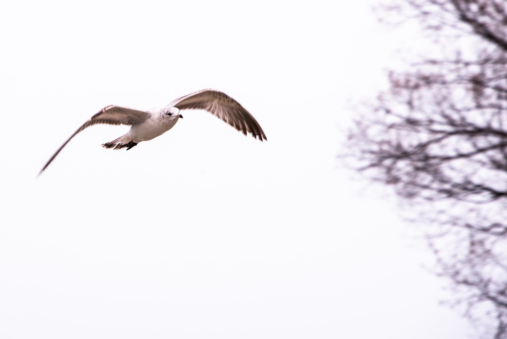 Gull in Flight by taffy