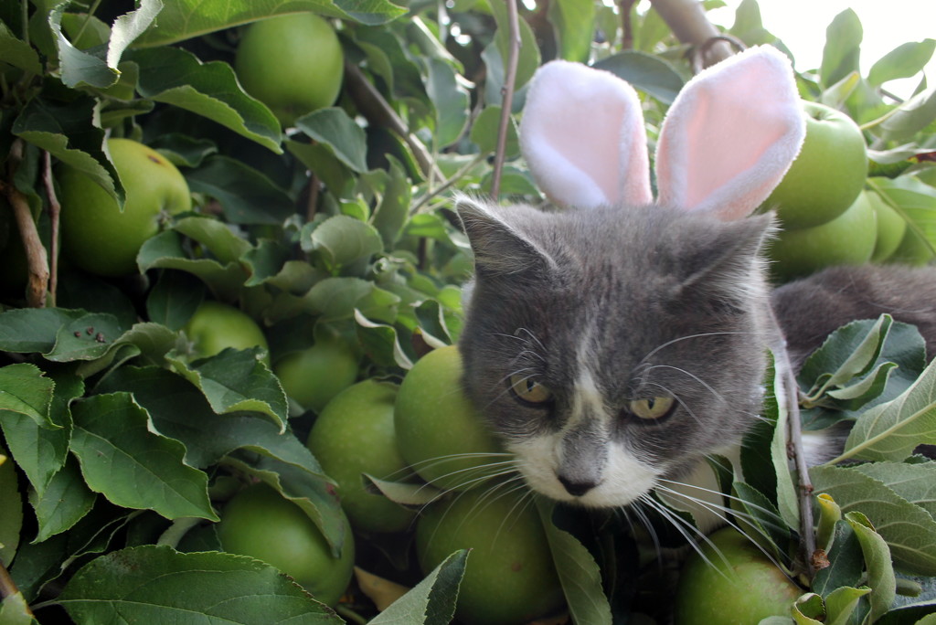 Easter rabbit - cat?   Apples - eggs? by gilbertwood