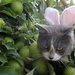 Easter rabbit - cat?   Apples - eggs? by gilbertwood
