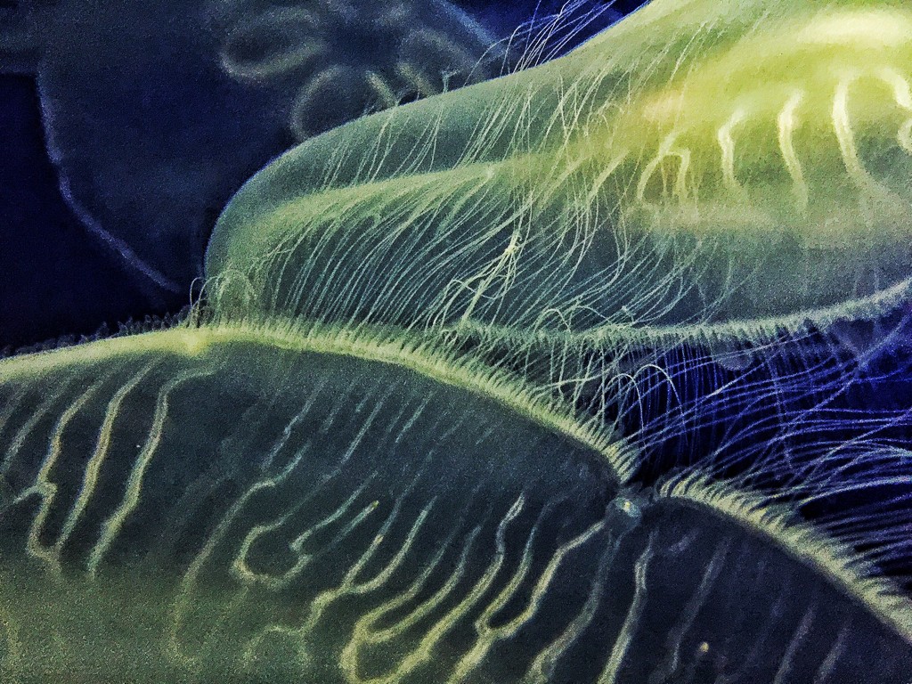 Jellyfish.  by cocobella