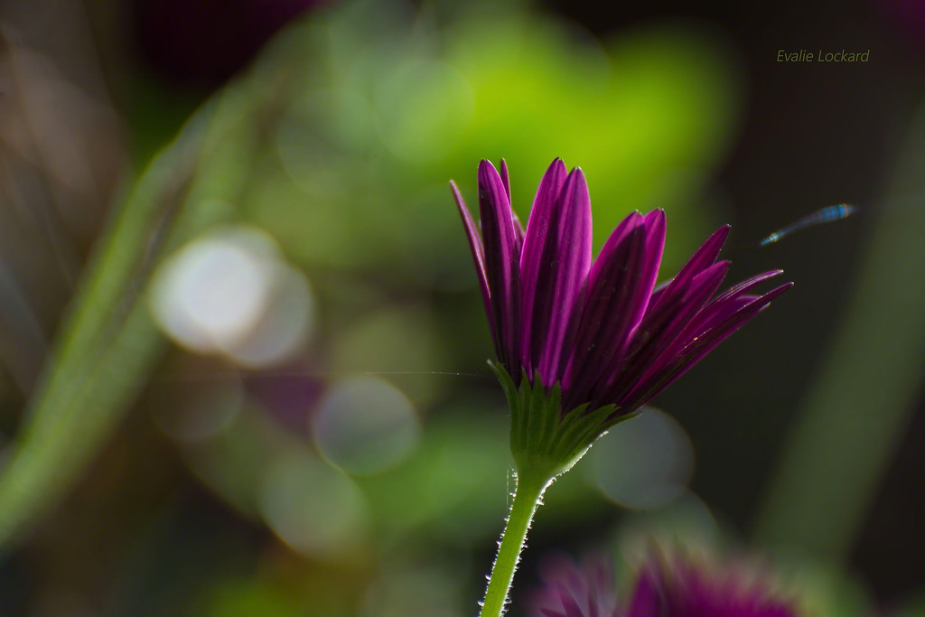 Just another purple flower by evalieutionspics