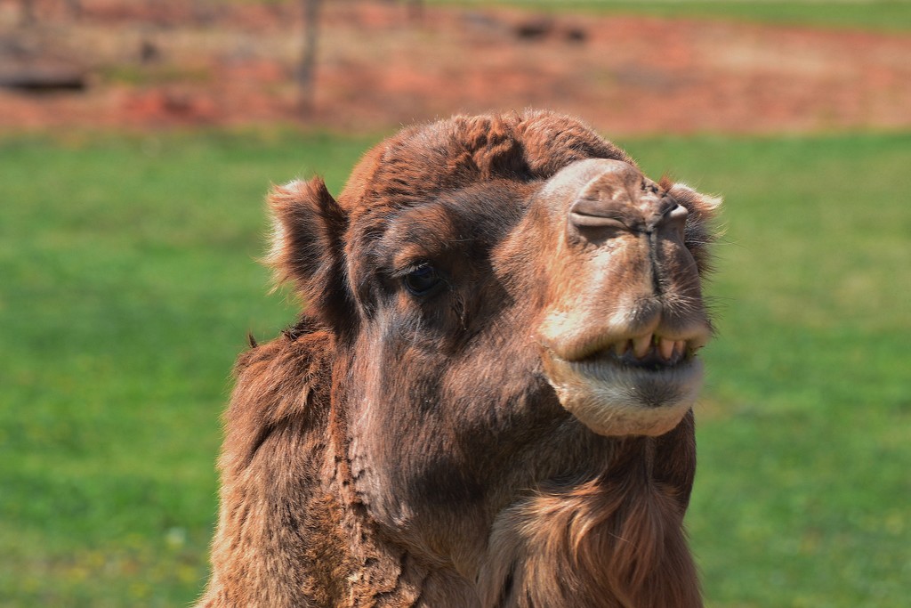 toothy camel :) by dianeburns
