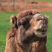toothy camel :) by dianeburns