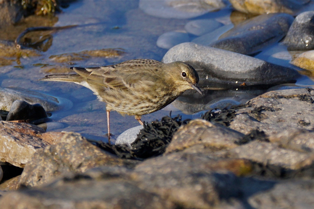 INQUISITIVE ROCK PIPIT by markp