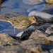INQUISITIVE ROCK PIPIT by markp