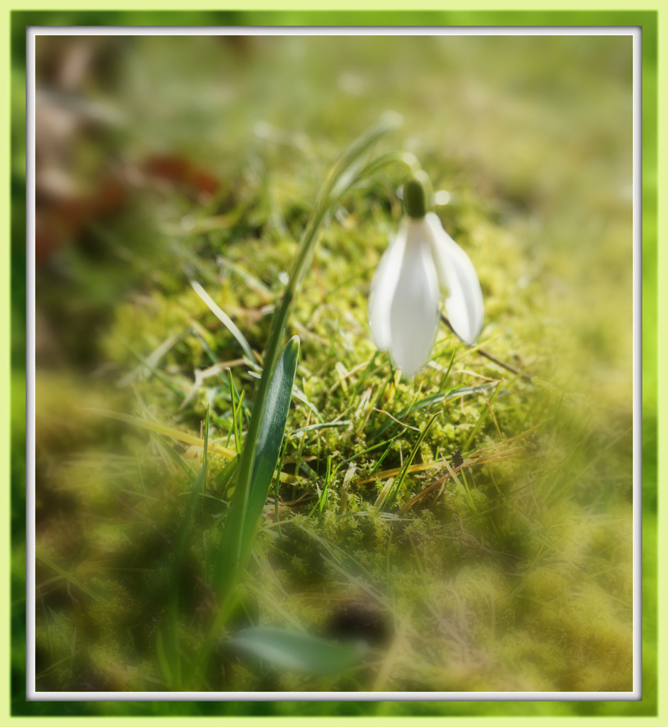 snowdrop in moss by sarah19