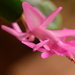 christmas cactus by christophercox