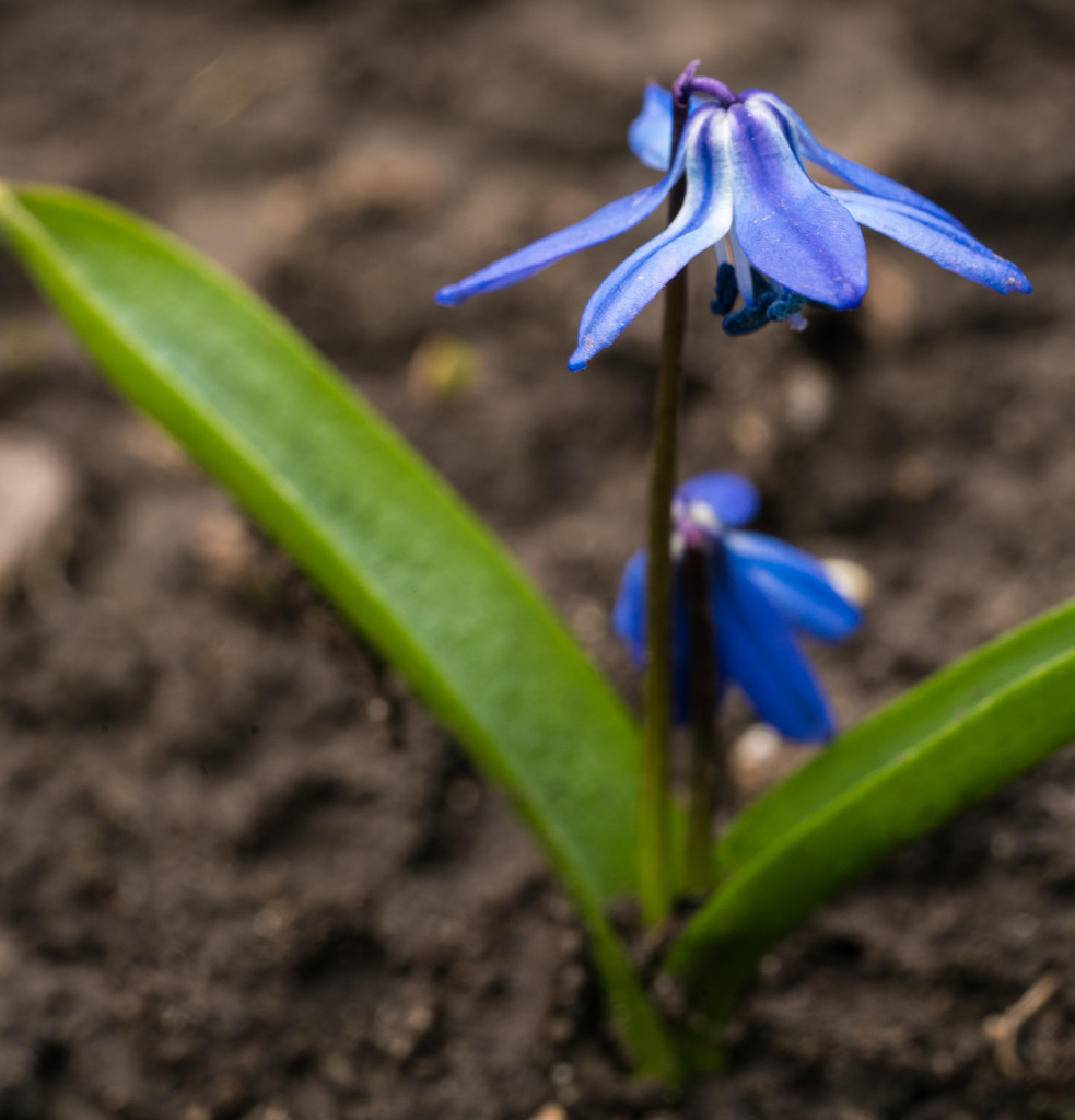 Siberian Squill by rminer
