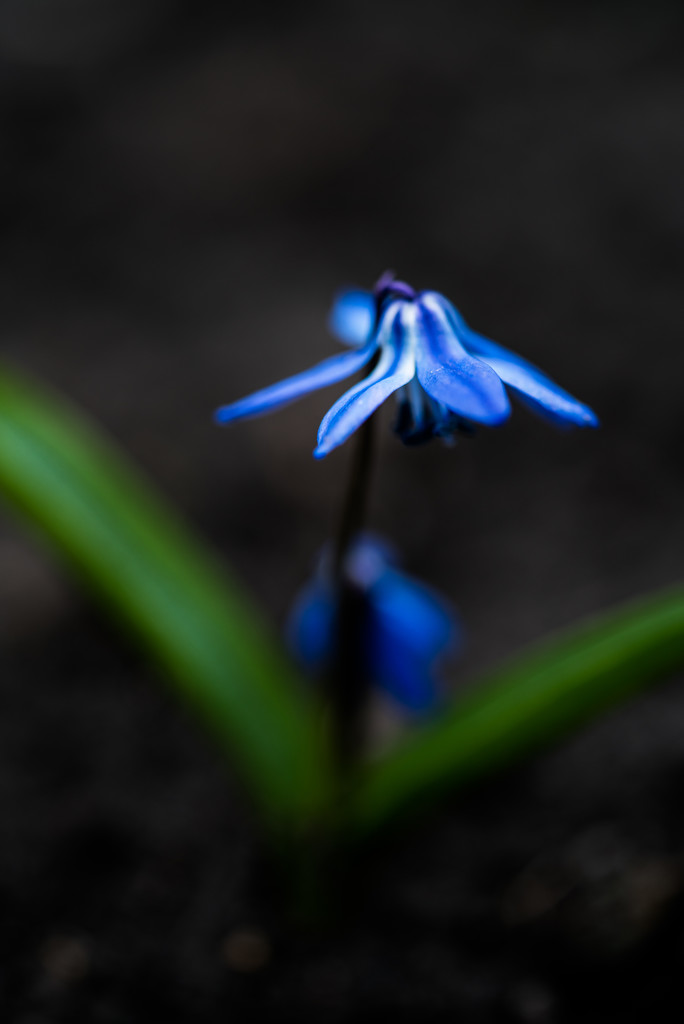 Siberian Squill dark background by rminer