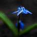 Siberian Squill dark background by rminer