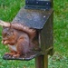 Soggy Squirrel  by shirleybankfarm