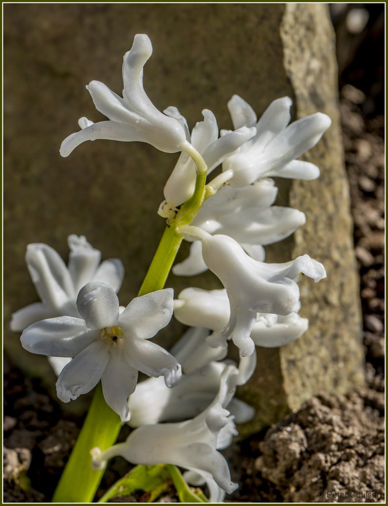 White Hyacinth  by pcoulson