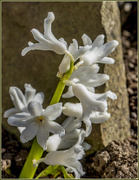 27th Mar 2016 - White Hyacinth 