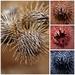 Burrs by dianen