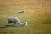 27th Mar 2016 - March - Sheep
