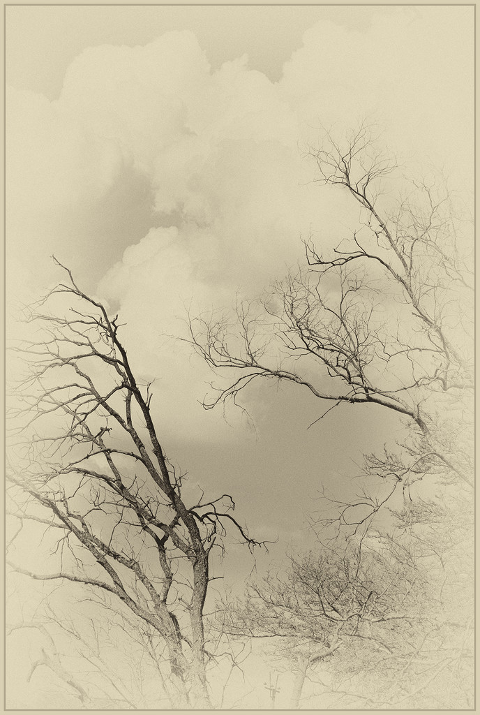 TREES WITHOUT HOPE TO SURVIVE THE DROUGHT by sdutoit