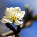 Plum Blossom by davidrobinson