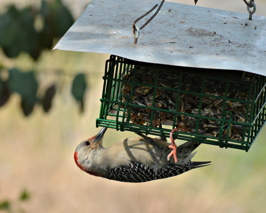 Female Red Bellied Woodpecker  by mej2011