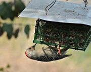 27th Mar 2016 - Female Red Bellied Woodpecker 