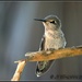 Baby Hummingbird all grown up... by soylentgreenpics