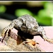 The Lizard of Aahs. by soylentgreenpics