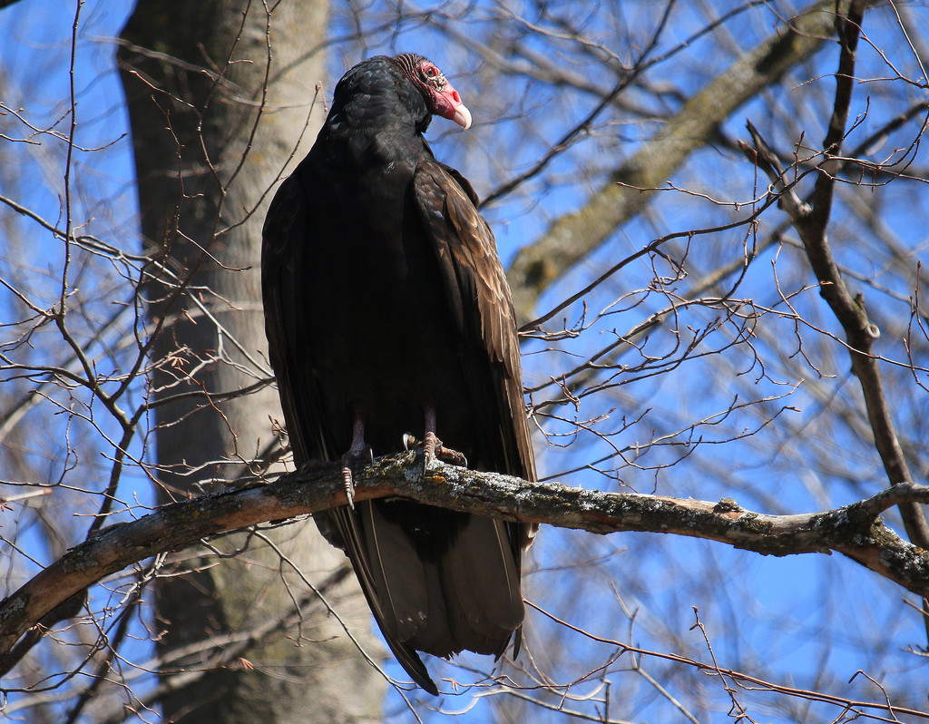 Searching for Snow Geese, caught a Turkey Vulture. by hellie