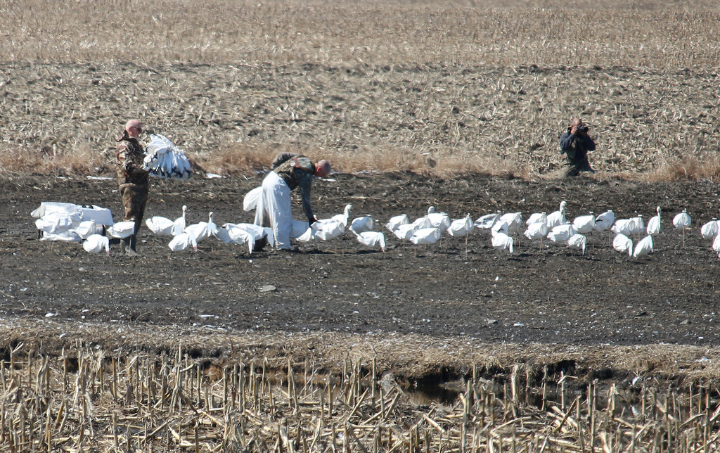 Found some Snow Geese tricksters. Spring Hunt is now legal.  by hellie