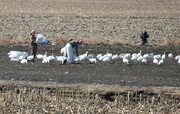 28th Mar 2016 - Found some Snow Geese tricksters. Spring Hunt is now legal. 