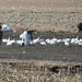 Found some Snow Geese tricksters. Spring Hunt is now legal.  by hellie