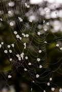 27th Mar 2016 - IMG_6982Caught in the  web