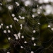 IMG_6982Caught in the  web by rontu