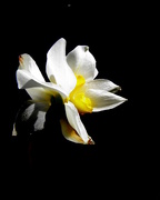 27th Mar 2016 - Double Daffodil
